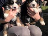Собаки, щенки Бернская горная собака, цена 11000 Грн., Фото