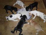 Собаки, щенки Английский пойнтер, цена 5300 Грн., Фото