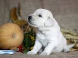 Собаки, щенки Золотистый ретривер, цена 7000 Грн., Фото