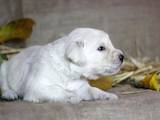 Собаки, щенята Золотистий ретрівер, ціна 7000 Грн., Фото