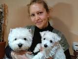 Собаки, щенки Вестхайленд уайт терьер, цена 13000 Грн., Фото