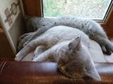 Кошки, котята Британская короткошерстная, цена 550 Грн., Фото