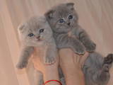 Кошки, котята Британская короткошерстная, цена 1700 Грн., Фото