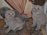 Кішки, кошенята Британська короткошерста, ціна 1700 Грн., Фото