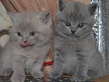 Кішки, кошенята Британська короткошерста, ціна 1700 Грн., Фото
