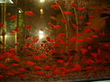 Рибки, акваріуми Рибки, ціна 10 Грн., Фото