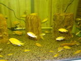 Рыбки, аквариумы Рыбки, цена 10 Грн., Фото