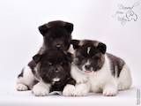 Собаки, щенки Американский акита, цена 35000 Грн., Фото