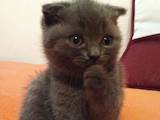 Кошки, котята Британская короткошерстная, цена 1000 Грн., Фото