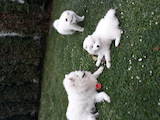 Собаки, щенки Самоед, цена 5000 Грн., Фото