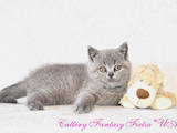 Кошки, котята Британская короткошерстная, цена 3500 Грн., Фото