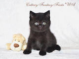 Кішки, кошенята Британська короткошерста, ціна 3500 Грн., Фото