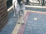 Собаки, щенята Ганноверська гонча, ціна 7000 Грн., Фото