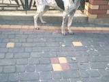 Собаки, щенята Ганноверська гонча, ціна 7000 Грн., Фото