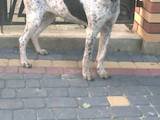 Собаки, щенки Ганноверская гончая, цена 7000 Грн., Фото