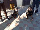 Собаки, щенята Ротвейлер, ціна 7000 Грн., Фото