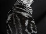 Кошки, котята Британская короткошерстная, цена 6000 Грн., Фото