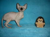 Кошки, котята Канадский сфинкс, цена 2500 Грн., Фото