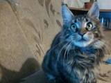 Кошки, котята Мэйн-кун, цена 6500 Грн., Фото