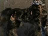 Кішки, кошенята Мейн-кун, ціна 6500 Грн., Фото