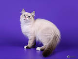 Кошки, котята Невская маскарадная, цена 12000 Грн., Фото