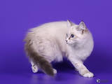 Кішки, кошенята Невськая маскарадна, ціна 12000 Грн., Фото