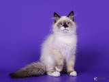 Кошки, котята Невская маскарадная, цена 12000 Грн., Фото