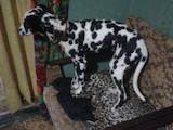 Собаки, щенята Далматин, ціна 1000 Грн., Фото