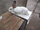Гризуни Кролики, ціна 600 Грн., Фото