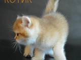 Кошки, котята Британская короткошерстная, цена 10999 Грн., Фото