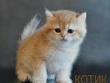 Кошки, котята Британская короткошерстная, цена 10999 Грн., Фото