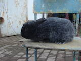 Животноводство Кролиководство, цена 300 Грн., Фото