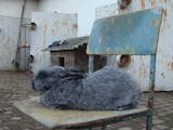 Тваринництво Кролівництво, ціна 300 Грн., Фото