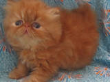 Кошки, котята Персидская, цена 1300 Грн., Фото
