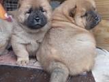 Собаки, щенки Чау-чау, цена 13000 Грн., Фото