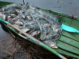 Рыбное хозяйство Рыба живая, мальки, Фото