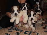 Собаки, щенки Сенбернар, цена 3700 Грн., Фото