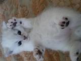 Кошки, котята Шиншилла, цена 5000 Грн., Фото