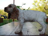 Собаки, щенята Російський спаніель, ціна 5200 Грн., Фото