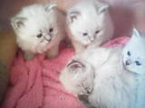 Кішки, кошенята Сибірська, ціна 8000 Грн., Фото