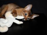Кішки, кошенята Абіссінська, ціна 4000 Грн., Фото
