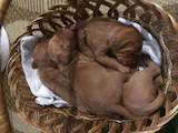 Собаки, щенята Угорська вижла, ціна 2000 Грн., Фото