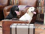 Собаки, щенята Притулки і готелі, ціна 100 Грн., Фото