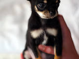 Собаки, щенята Чихуа-хуа, ціна 6000 Грн., Фото