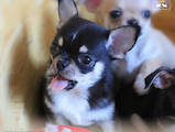Собаки, щенки Чихуа-хуа, цена 10000 Грн., Фото