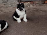 Собаки, щенята Середньоазіатська вівчарка, ціна 2500 Грн., Фото