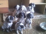 Собаки, щенки Английский сеттер, цена 3500 Грн., Фото