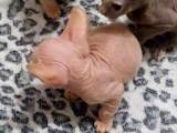 Кішки, кошенята Донський сфінкс, ціна 2500 Грн., Фото
