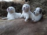 Собаки, щенки Среднеазиатская овчарка, цена 2500 Грн., Фото