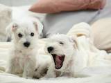 Собаки, щенята Цвергшнауцер, ціна 21600 Грн., Фото